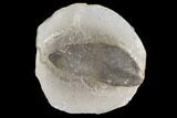 Fossil Neuropteris Seed Fern (Pos/Neg) - Mazon Creek #89945-3